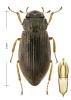 Helophorus sp.